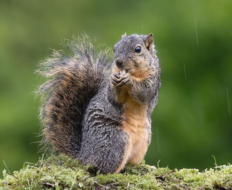 белка, squirrel, лисья белка, fox squirrel, животные,animals, дикие животные Fox Squirrel - Лисья Белкаphoto preview