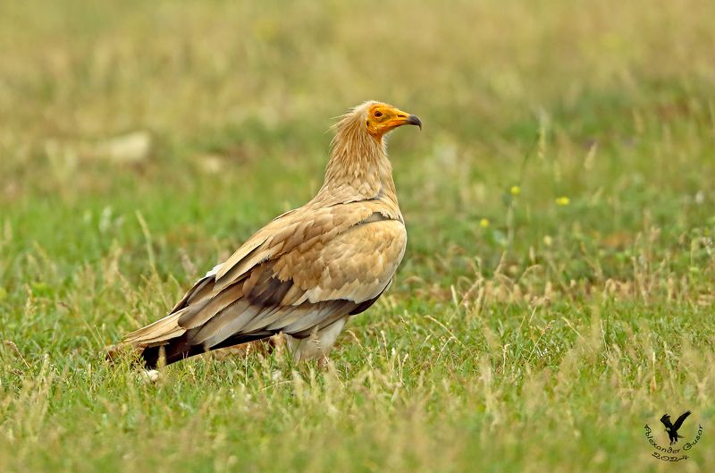 Стервятник. фото превью
