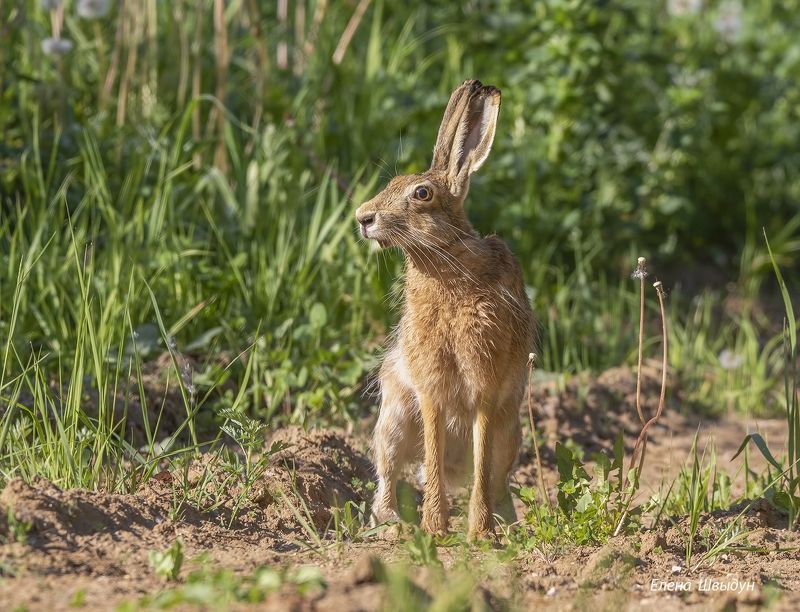 animal, animal wildlife,  nature,  animals in the wild, заяц-русак, русак, заяц, european hare, hare Заяц-русакphoto preview