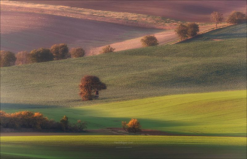 южная моравия,пейзаж,линии,south moravian,lines,свет,czech,осень,чехия,landscapes,nature,rural,дерево,утро Моравский этюд в пастельных тонах фото превью