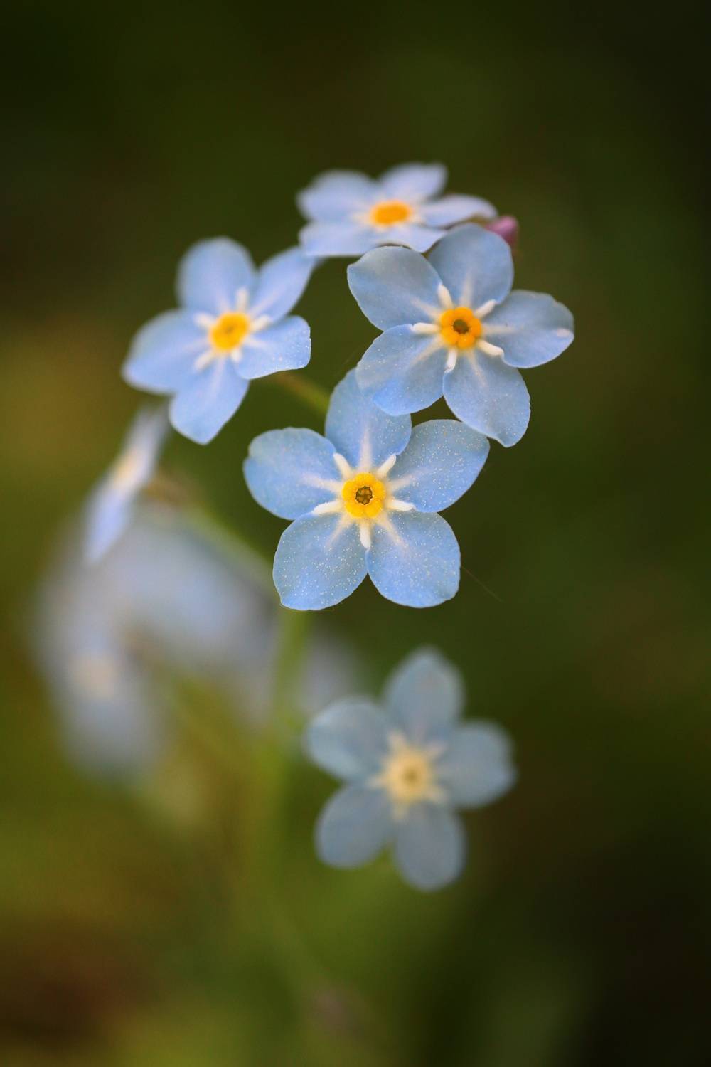 Автор: modus2000 , modus2000