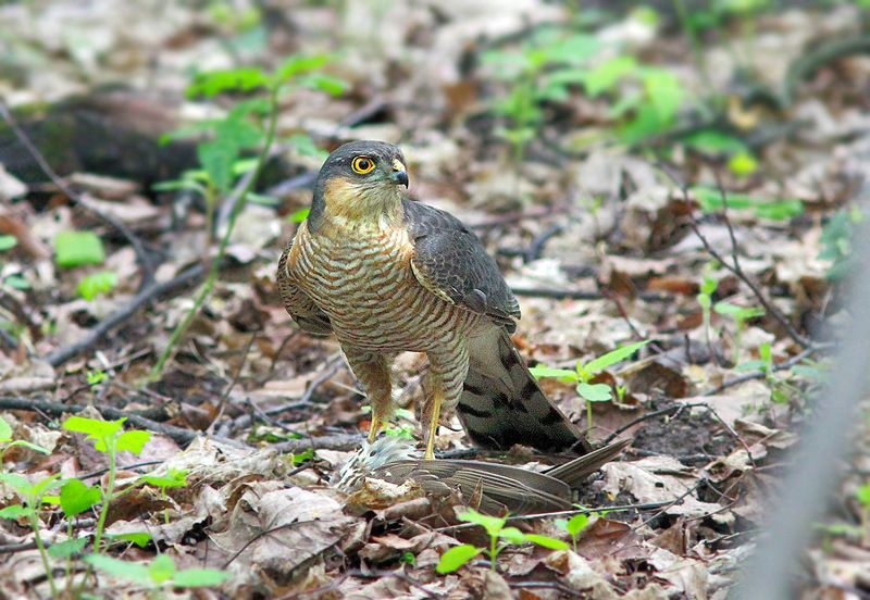 Ястребphoto preview