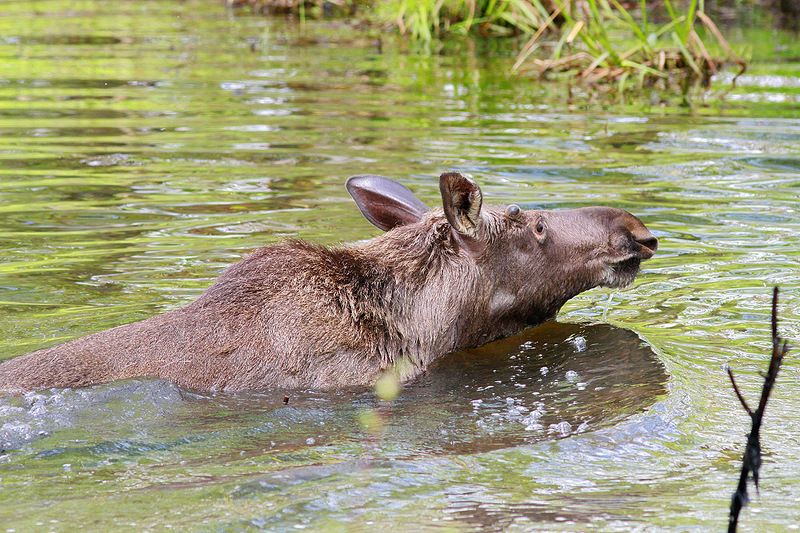 Лосёнокphoto preview