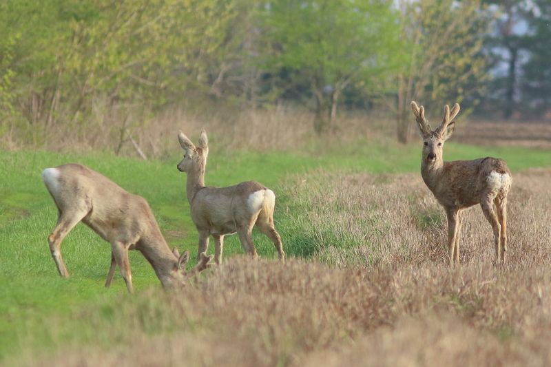 природа, животные, анималистика, звери, косули Завтрак на травеphoto preview