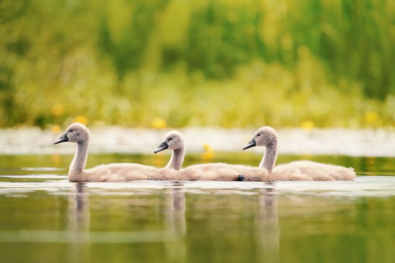 wildlife, birds, mute swan, nature The Three Musketeersphoto preview