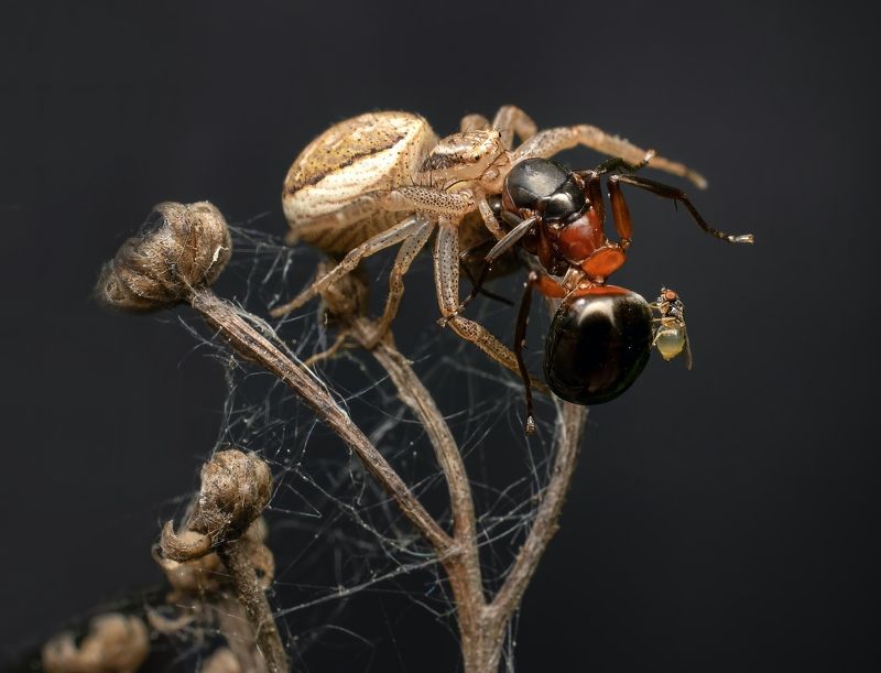 Жуть жуткая или завтрак на двоих.photo preview