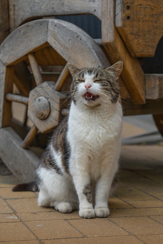 кот, певец, животное, фотография, портрет, Зеленоградск, позитив, Россия, Свирин Вадим, cat, singer, animal, photography, portrait, Zelenogradsk, positive, Russia, Vadim Svirin Певец.photo preview