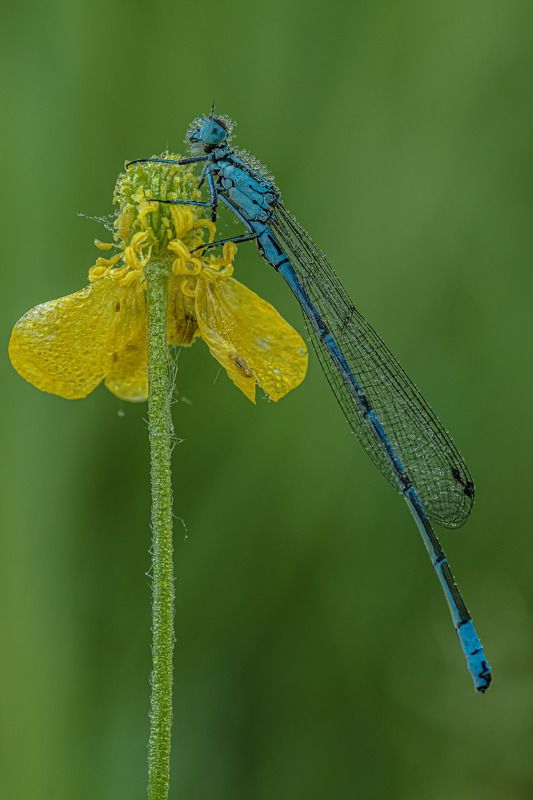 Утренняя стрекозка photo preview