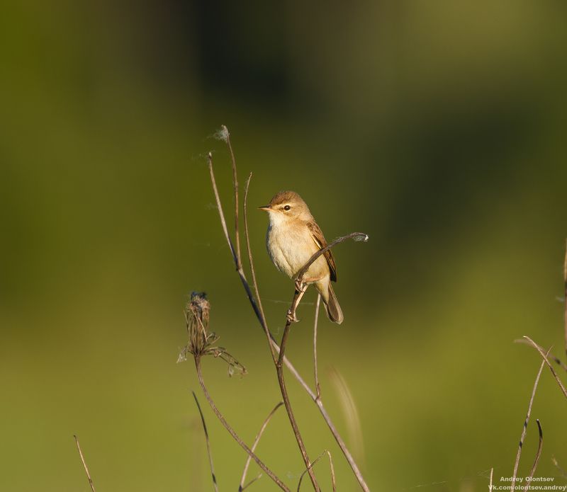 солнце, россия, рассвет, природа, подмосковье, погода, пейзажи, пейзаж, отражение, наукоград, красота, дубна, вода, весна, weather, water, spring, russia, reflection, naukograd, nature, moscow, landscape, dawn, canon, dubna, beauty Камышёвка. фото превью