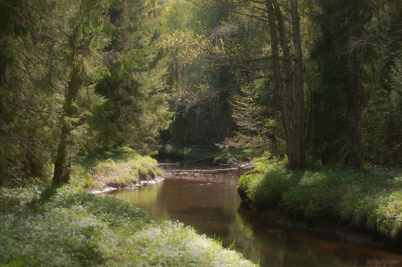 Берега белой ветреницыphoto preview