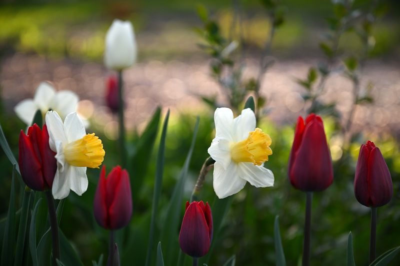 Нарциссы и тюльпаныphoto preview