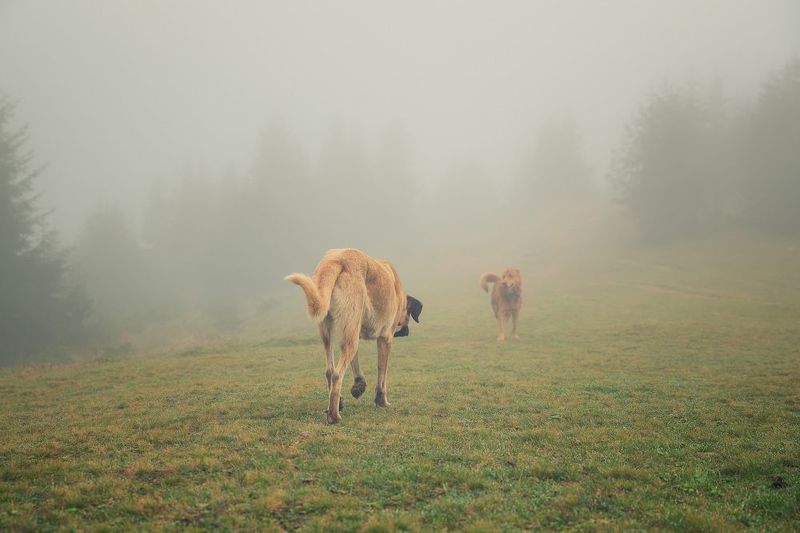 Встреча в туманеphoto preview