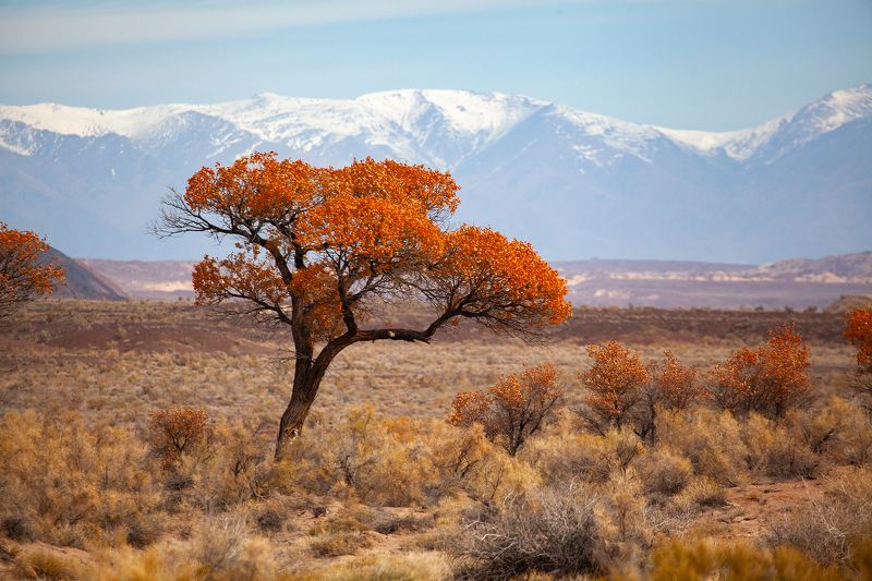туранга, алтын-эмель, дерево, желтые листья, осень, казахстан photo preview