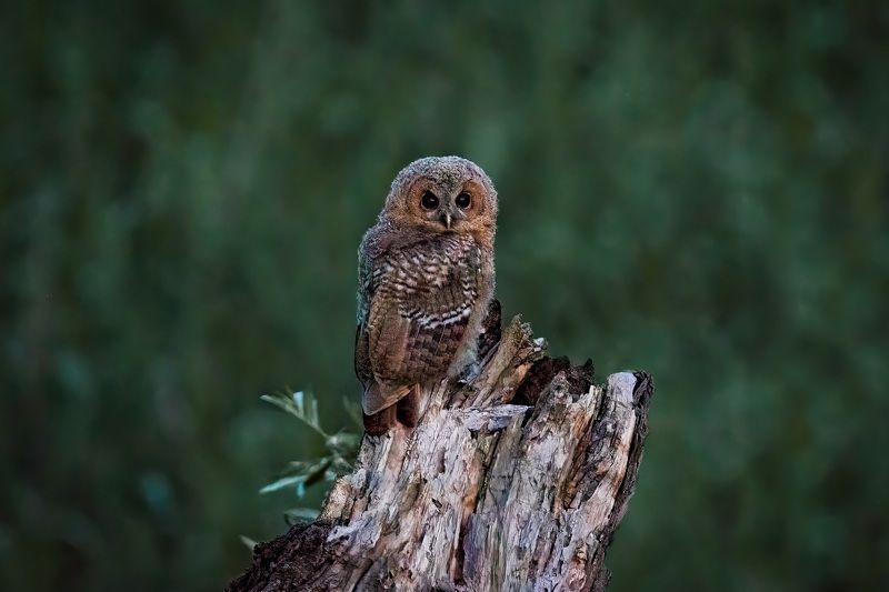 Owl, wildlife, bird, wildlifephotography The Tawny Owlphoto preview