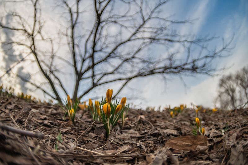 желтый крокус пейзаж природа Желтыеphoto preview