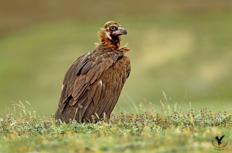 Чёрный гриф. фото превью