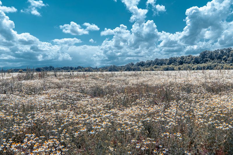 луг, пейзаж, облака, день, весна Ромашковый райphoto preview