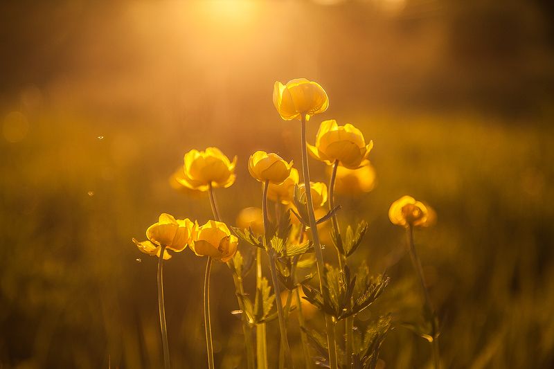 Купальница на закатеphoto preview