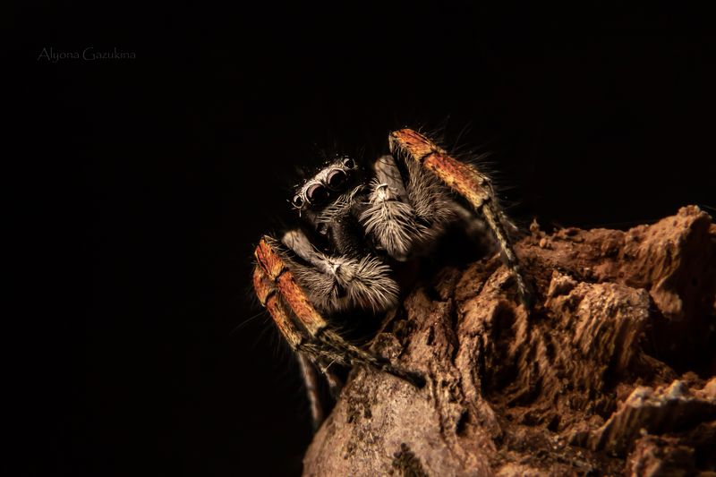 макро, паук Маленький пушистик :)photo preview