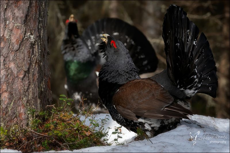 Встреча в лесуphoto preview