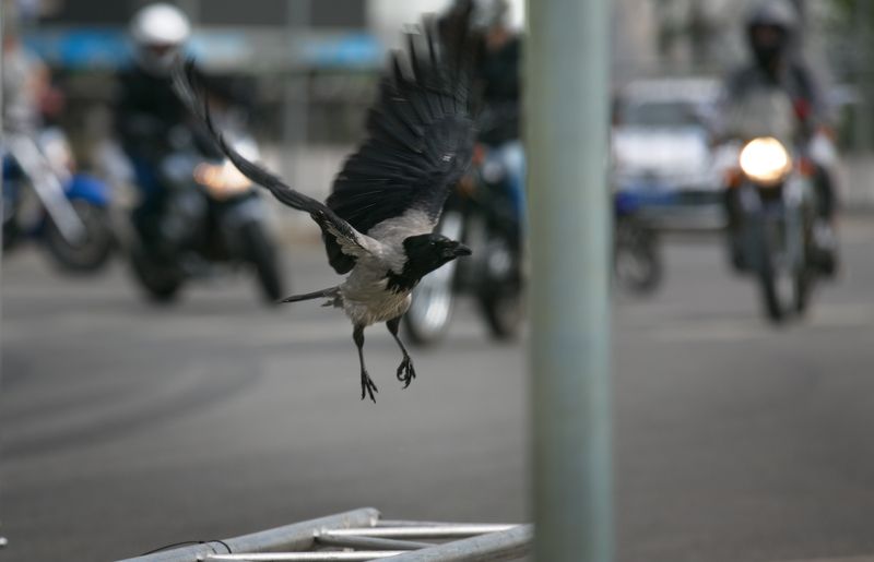 птицы в городе, мотофестиваль 2024 photo preview