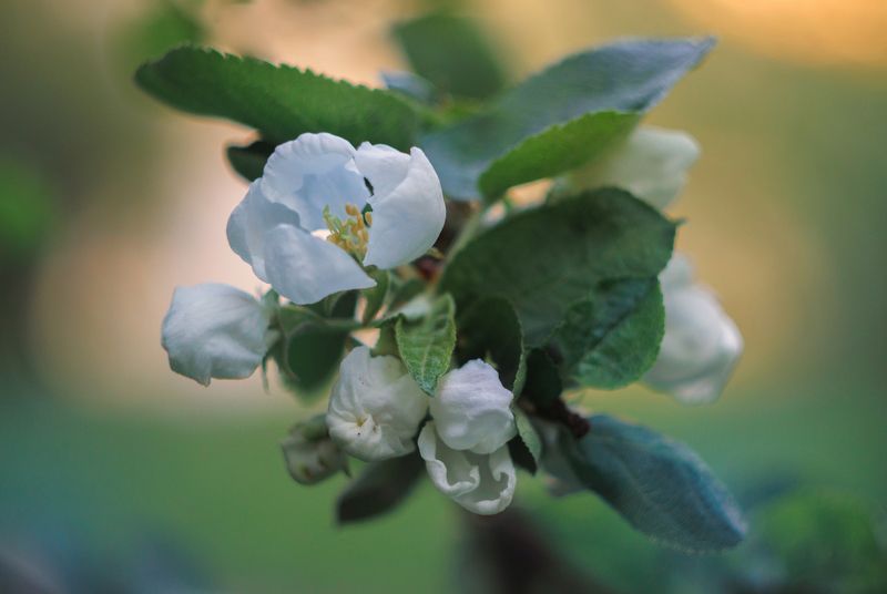 яблоня, цветение весна яблонька фото превью