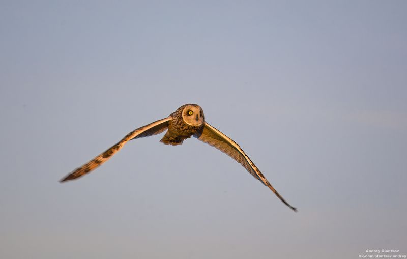 солнце, россия, рассвет, природа, подмосковье, погода, пейзажи, пейзаж, отражение, наукоград, красота, дубна, вода, весна, weather, water, spring, russia, reflection, naukograd, nature, moscow, landscape, dawn, canon, dubna, beauty Болотная сова. фото превью