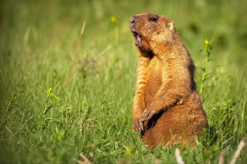 Просто стою, собратьям кричу)photo preview