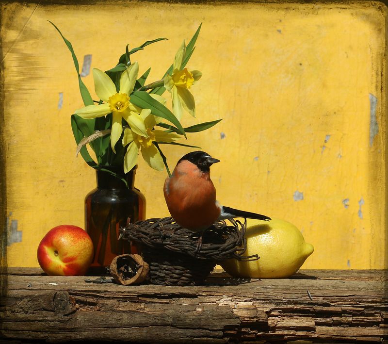 снегирь ветерphoto preview