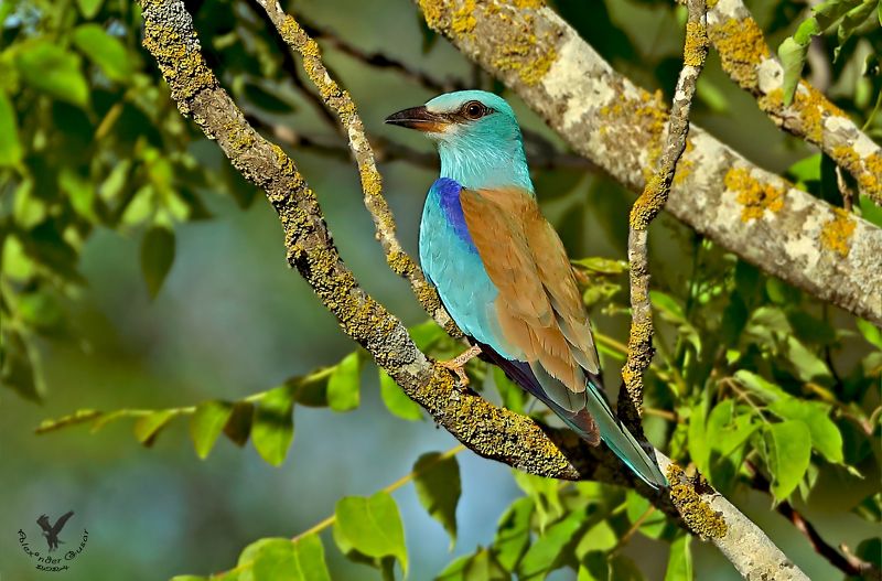 Сизоворонка.photo preview