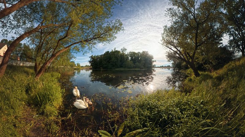 landscape, oxbow, lake, birds, nature, mute swans,water, Oxbow lakephoto preview