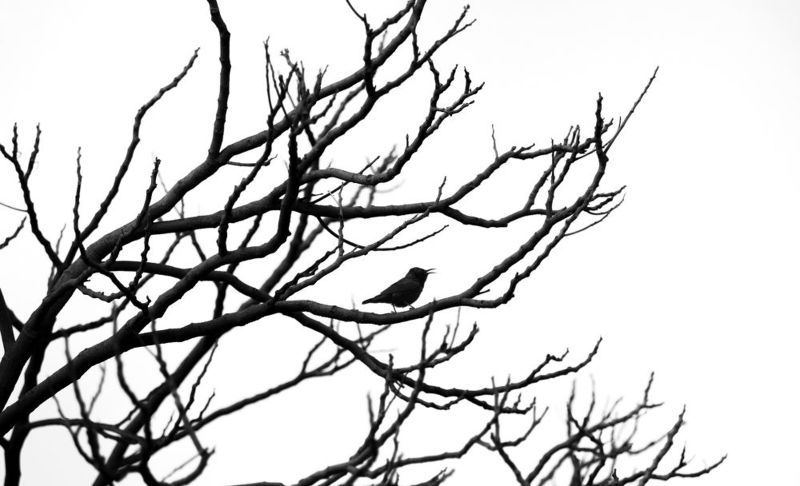 Twitterphoto preview