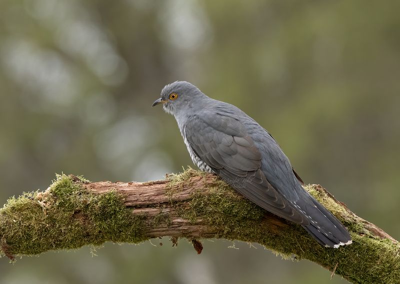 cuckoo, birds, animals, nature, wildlife, canon, sigma 150-600 Cuckoophoto preview