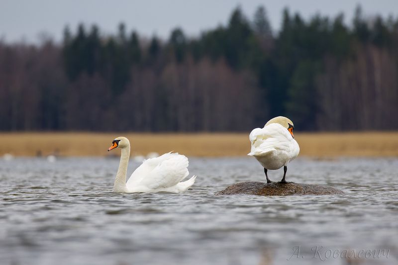 *** фото превью
