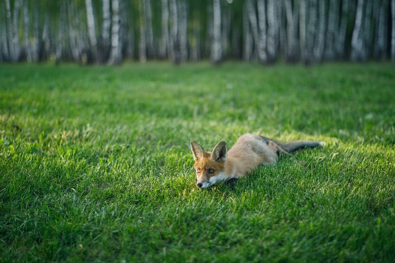 Лисенок, лис, лес, животные Рыжий фото превью