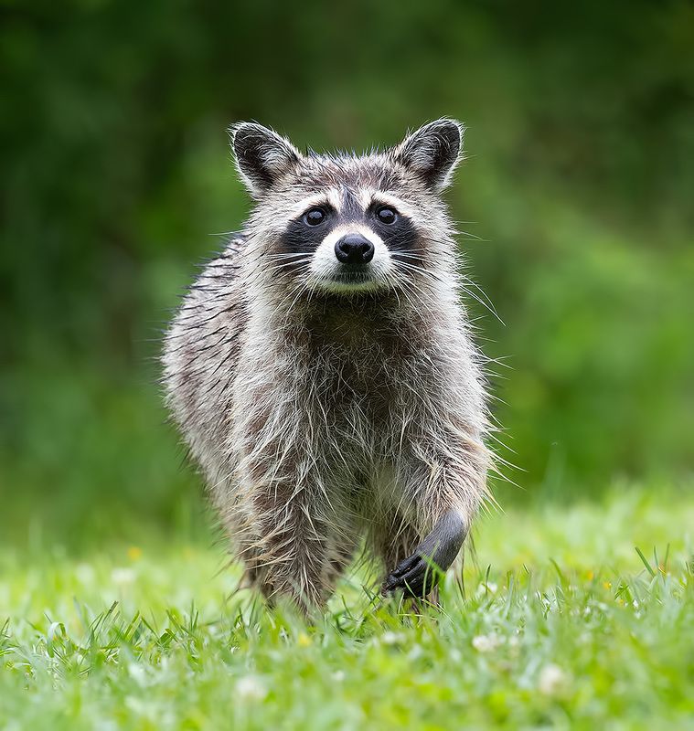 енот обыкновенный, енот-полоскун, raccoon, енот, дикие животные, животные, animals Енот-полоскун -Raccoonphoto preview