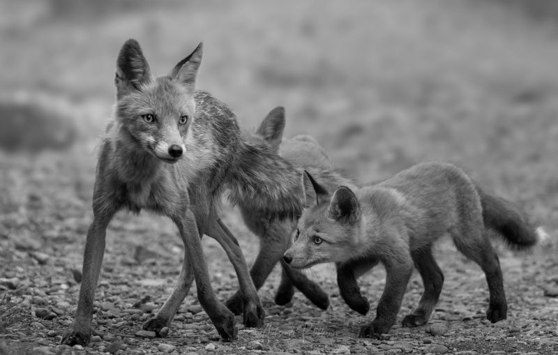 be careful, Будь осторожнаphoto preview