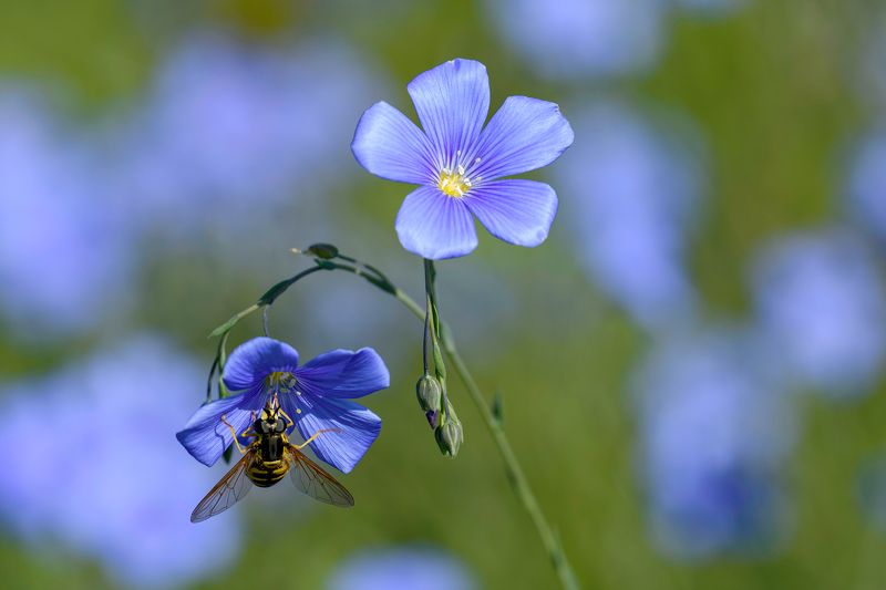 wild plantphoto preview