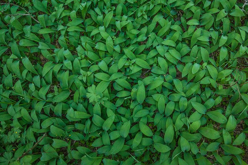 Ландышевый лесной ковёрphoto preview