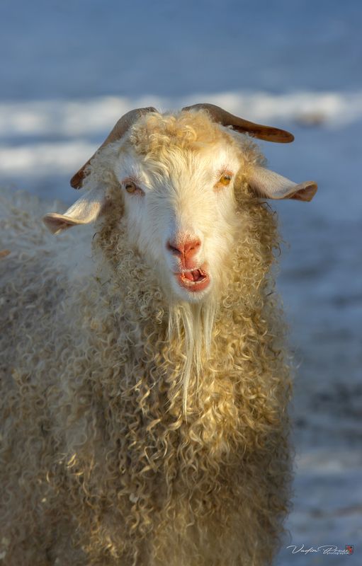 козёл, животное, зоопарк, фотография, мех, рога, калининград, свирин вадим, goat, animal, zoo, photography, fur, horns, kaliningrad, vadim svirin Козёл.photo preview