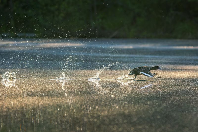 На взлётphoto preview