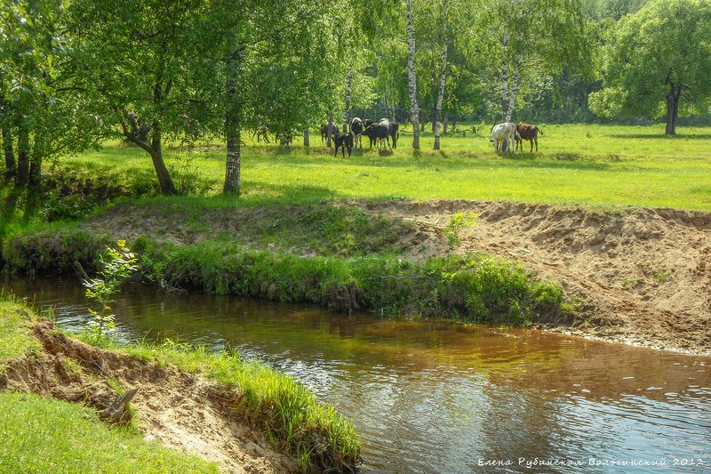 вольгинский, владимирская область, пейзаж, коровы, река, вольга Майphoto preview