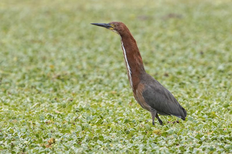 Птицы, Уругвай ***photo preview