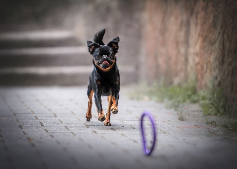 ДОМАШНИЕ ЖИВОТНЫЕphoto preview