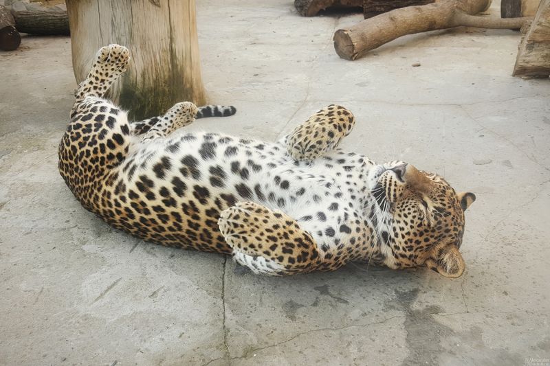 животные, портрет животного, мобильная фотография, леопард, кошачьи, кошки, млекопитающие, мобилография, animals, mammals, animal portrait, cats, leopard, mobile photography, felidae Пятнистый лежебока фото превью