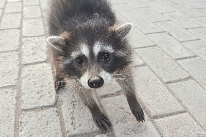 животные, портрет животного, мобильная фотография, енот, млекопитающие, мобилография, хищные, raccoon, animals, mammals, animal portrait, mobile photography, procyon, carnivora Енотик-егоза фото превью