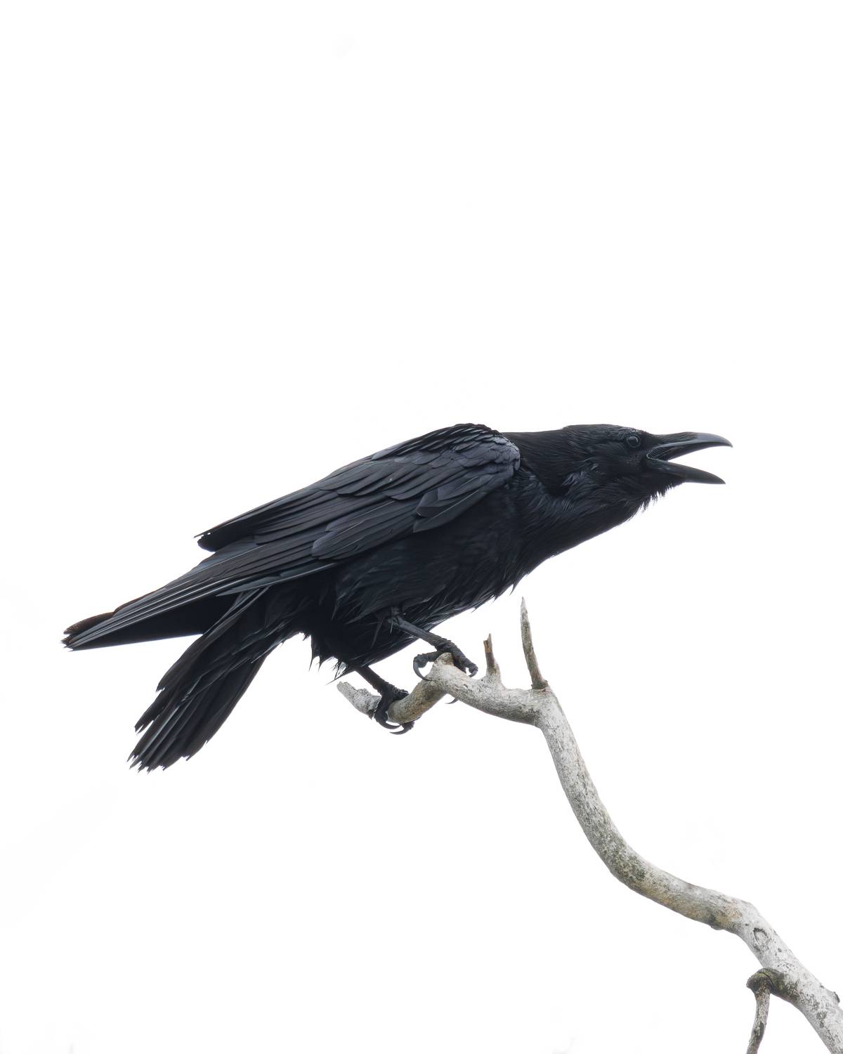 , Гильманов Артур