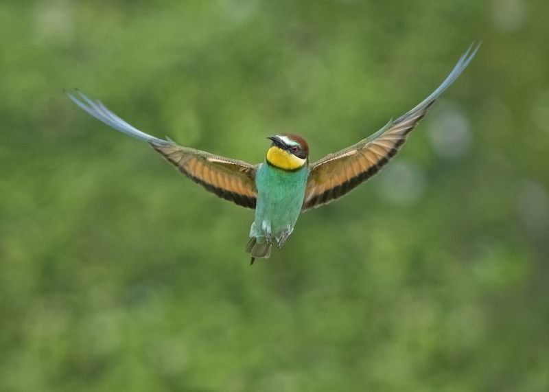 Щурка - Lens and Feathersphoto preview