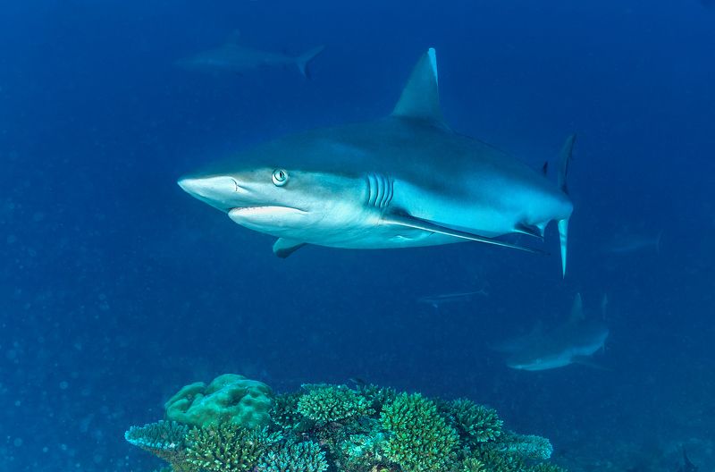 Надвигающийся страхphoto preview