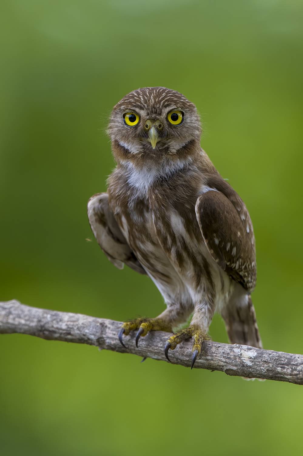 , Burgalin Sequeira Fernando